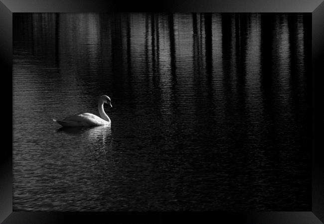 Solitary swan on a Scottish Lake Framed Print by Sonia Packer