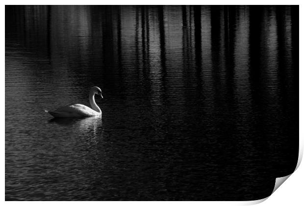 Solitary swan on a Scottish Lake Print by Sonia Packer