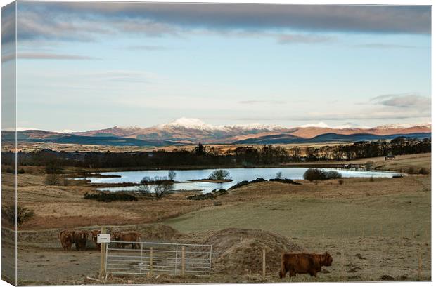 highland cows view Canvas Print by Jade Scott