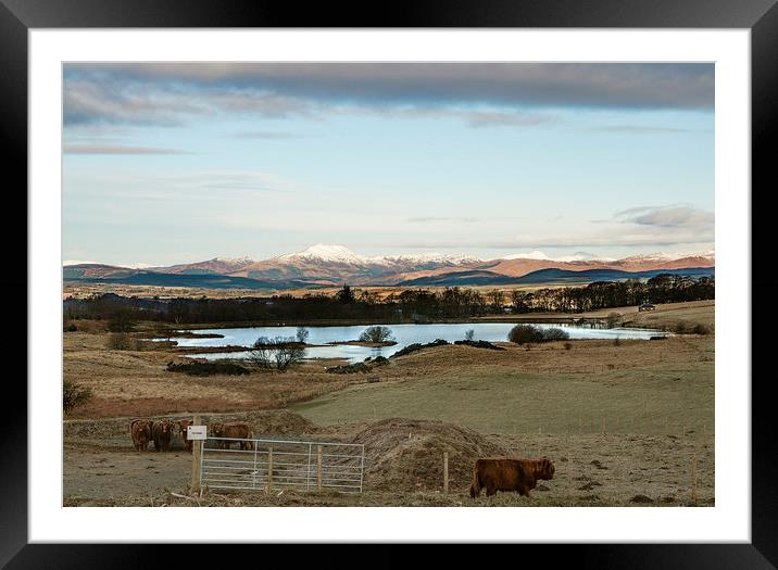 highland cows view Framed Mounted Print by Jade Scott
