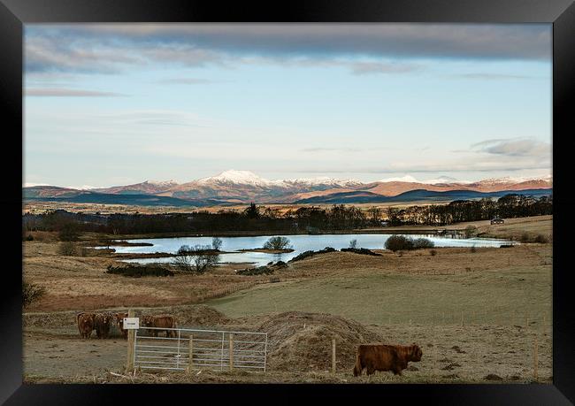highland cows view Framed Print by Jade Scott