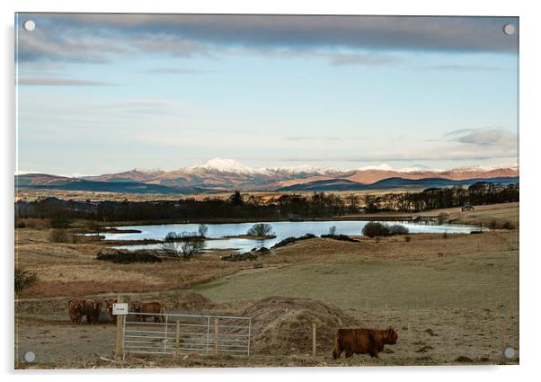 highland cows view Acrylic by Jade Scott