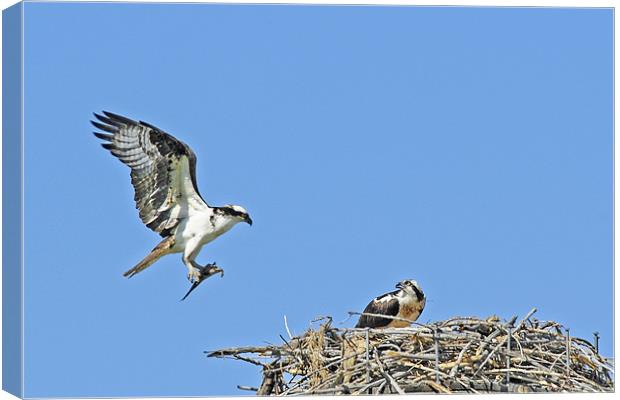 Osprey Bringing Fish To Nest Canvas Print by Gary Beeler