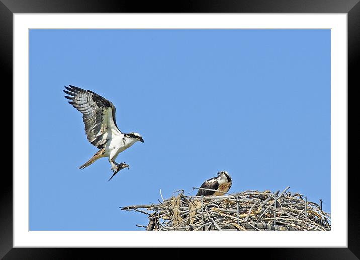 Osprey Bringing Fish To Nest Framed Mounted Print by Gary Beeler