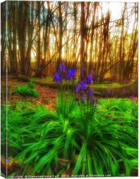 Bluebell in the woods  Canvas Print by Framemeplease UK