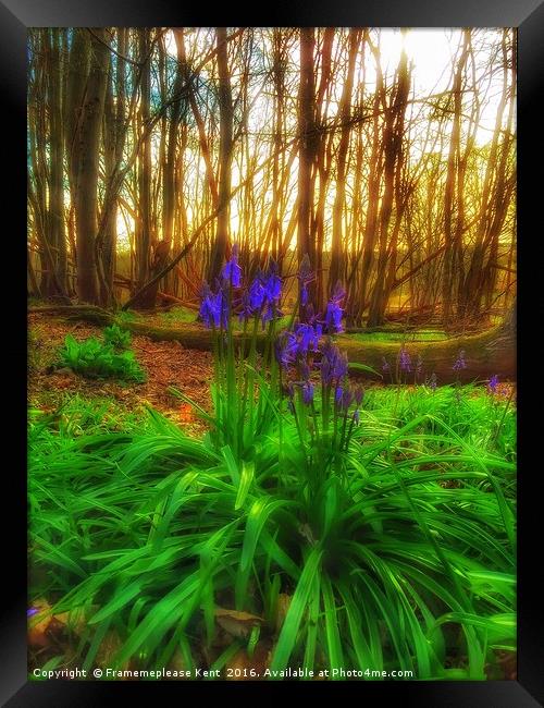 Bluebell in the woods  Framed Print by Framemeplease UK
