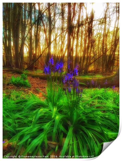 Bluebell in the woods  Print by Framemeplease UK