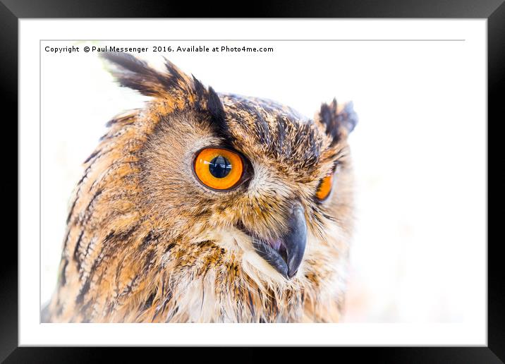  Turkmainian Eagle Owl Framed Mounted Print by Paul Messenger