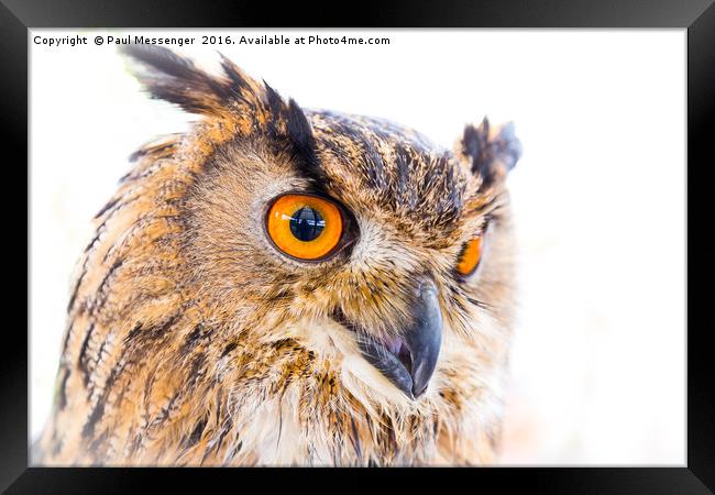  Turkmainian Eagle Owl Framed Print by Paul Messenger