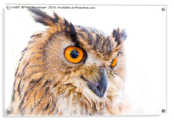  Turkmainian Eagle Owl Acrylic by Paul Messenger