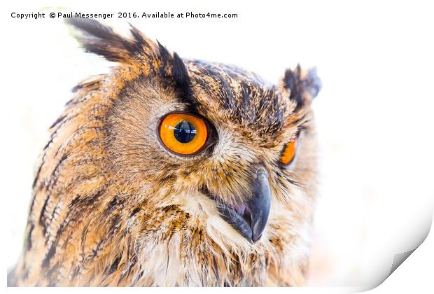  Turkmainian Eagle Owl Print by Paul Messenger