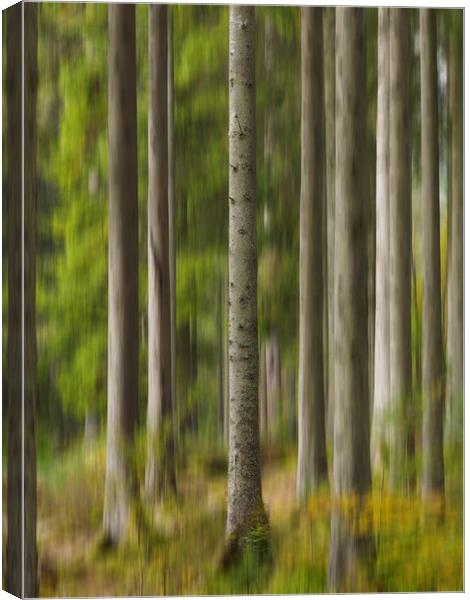 Trees at The Hermitage, Dunkeld. Canvas Print by Tommy Dickson