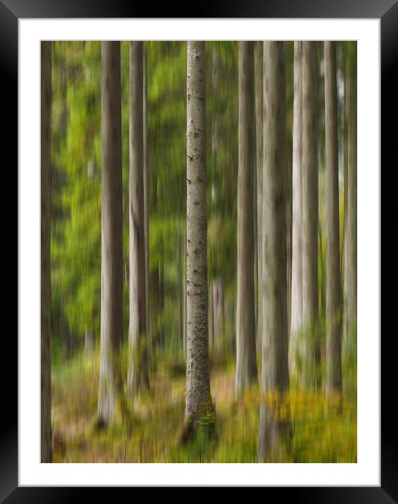 Trees at The Hermitage, Dunkeld. Framed Mounted Print by Tommy Dickson