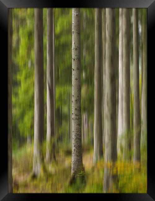 Trees at The Hermitage, Dunkeld. Framed Print by Tommy Dickson