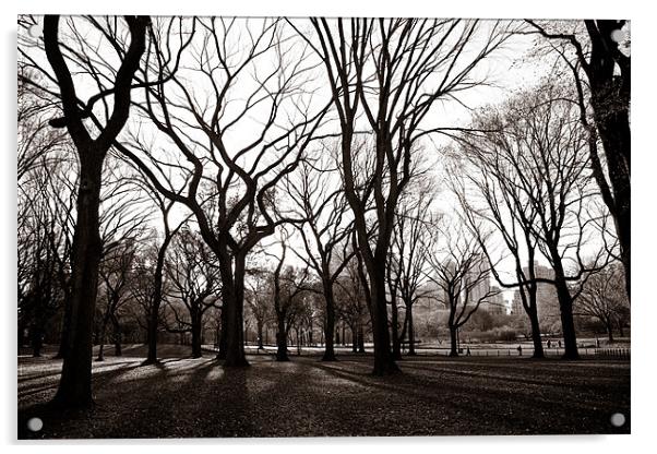 Central Park New York Acrylic by Simon Wrigglesworth
