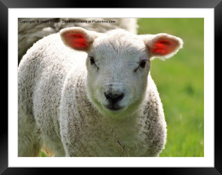 Woolly lamb Framed Mounted Print by Marja Ozwell