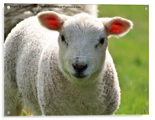 Woolly lamb Acrylic by Marja Ozwell