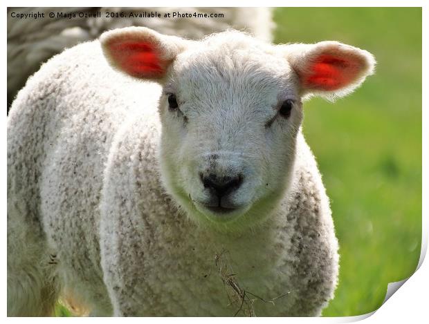 Woolly lamb Print by Marja Ozwell