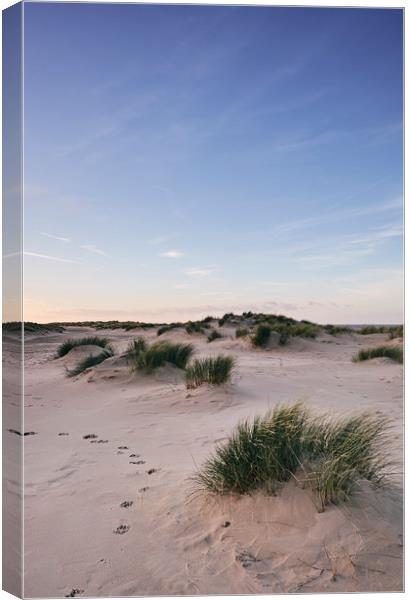 Paw prints in the sand at sunset. Wells-next-the-s Canvas Print by Liam Grant