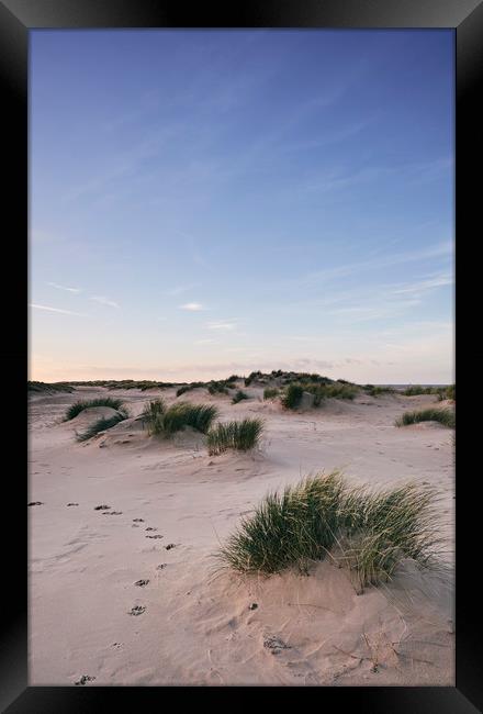 Paw prints in the sand at sunset. Wells-next-the-s Framed Print by Liam Grant