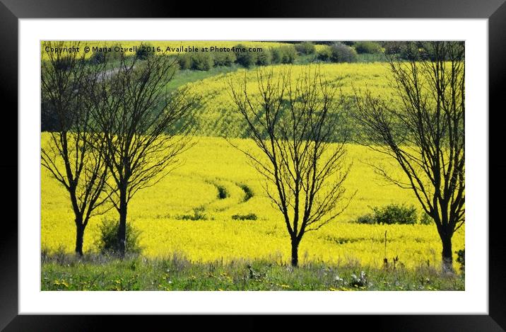 Yellow fields Framed Mounted Print by Marja Ozwell