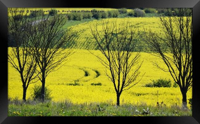 Yellow fields Framed Print by Marja Ozwell
