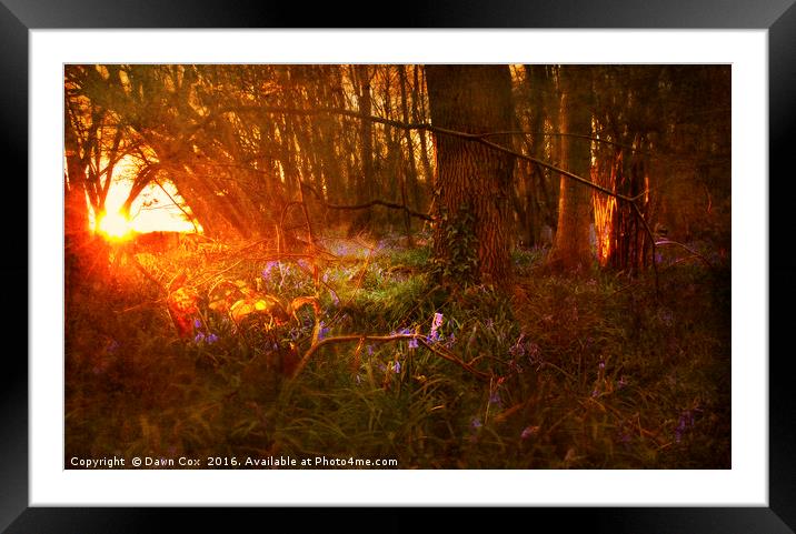 Sunrise over Bluebell Woodland Framed Mounted Print by Dawn Cox