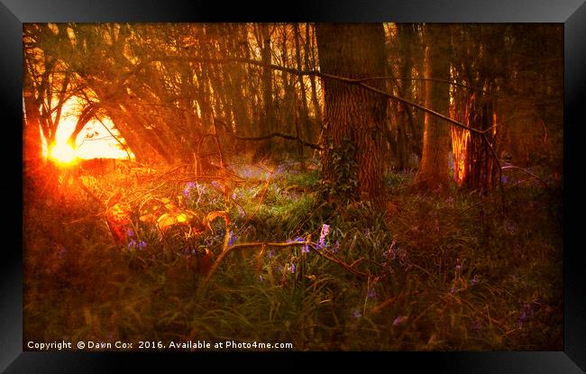 Sunrise over Bluebell Woodland Framed Print by Dawn Cox