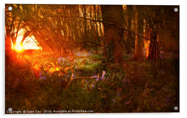 Sunrise over Bluebell Woodland Acrylic by Dawn Cox