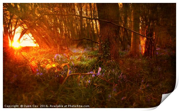 Sunrise over Bluebell Woodland Print by Dawn Cox