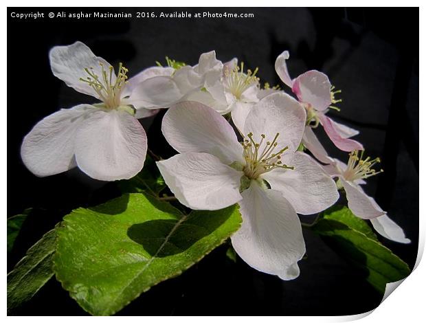 Apple's blossoms, Print by Ali asghar Mazinanian