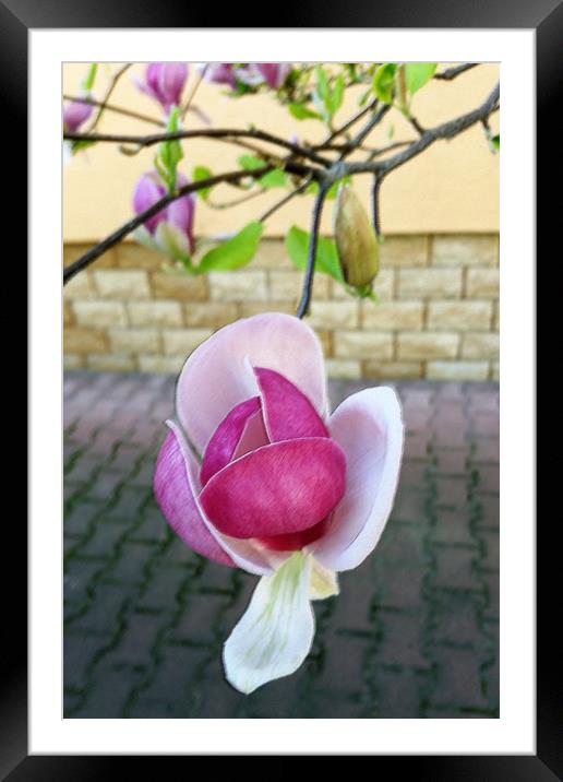 pastel colored magnolia Framed Mounted Print by Marinela Feier