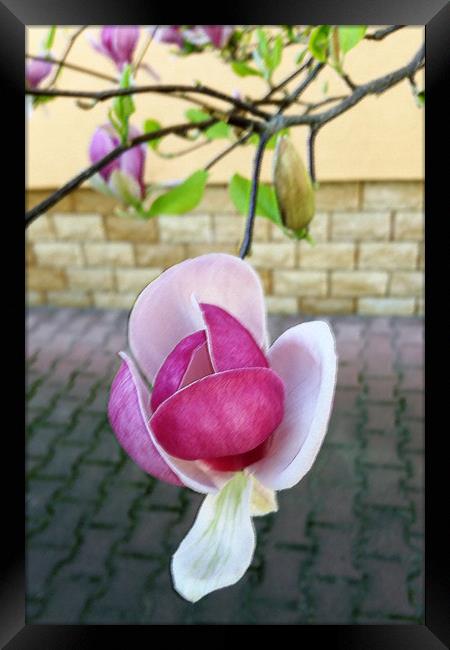 pastel colored magnolia Framed Print by Marinela Feier