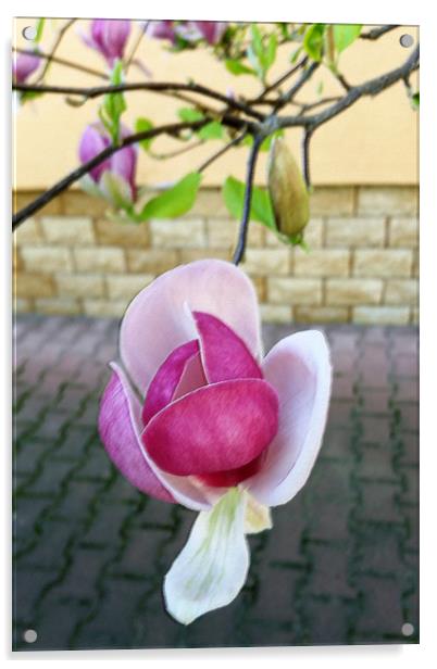 pastel colored magnolia Acrylic by Marinela Feier
