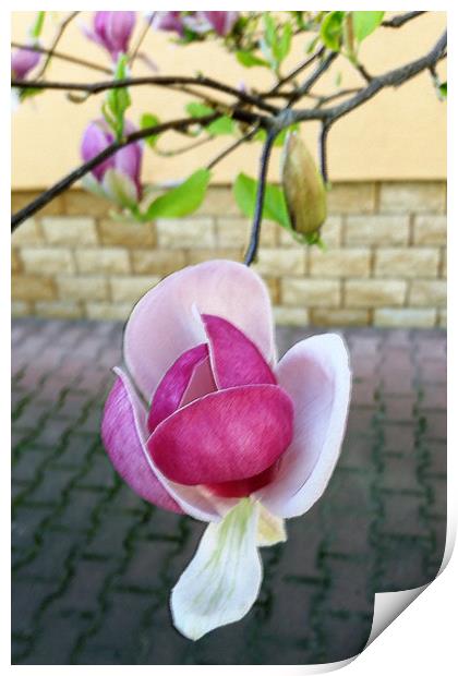 pastel colored magnolia Print by Marinela Feier