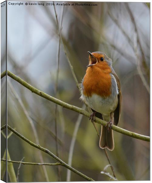 robin redbreast singing  Canvas Print by kevin long
