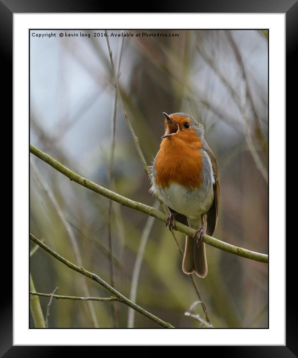 robin redbreast singing  Framed Mounted Print by kevin long