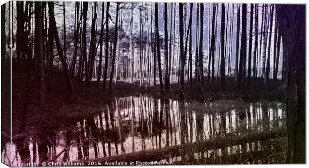 Pine Swamp  Canvas Print by Chris Williams