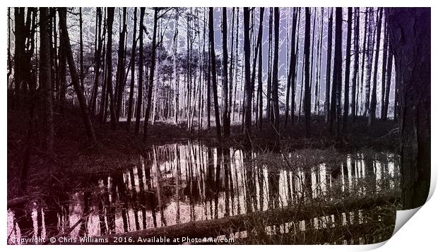 Pine Swamp  Print by Chris Williams