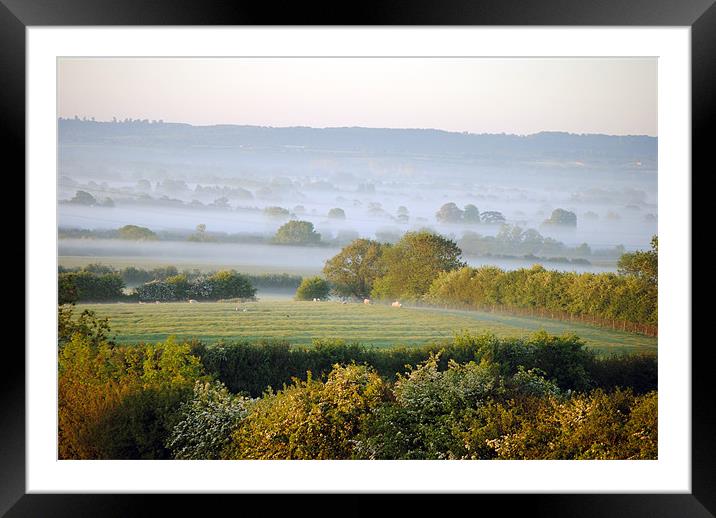sheep in the mist Framed Mounted Print by graham young