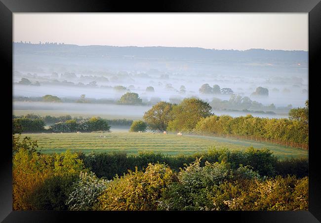 sheep in the mist Framed Print by graham young