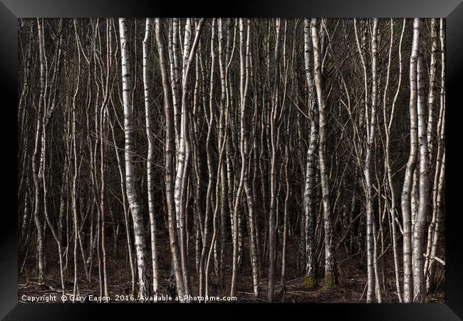 Silver birch trees Framed Print by Gary Eason