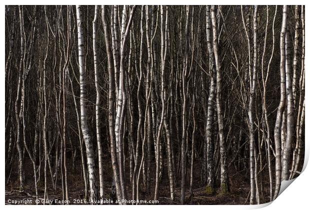 Silver birch trees Print by Gary Eason