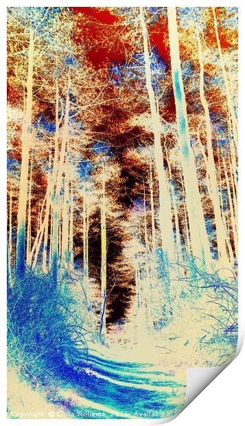 Forest Footpath  Print by Chris Williams