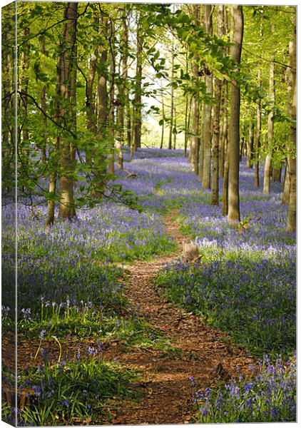 The Bluebell Path Canvas Print by graham young