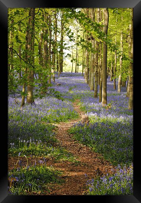 The Bluebell Path Framed Print by graham young
