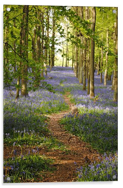 The Bluebell Path Acrylic by graham young