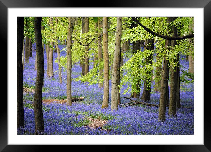 bluebells at ashridge Framed Mounted Print by graham young