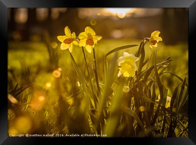 Spring Sunshine 2016 Framed Print by matthew  mallett