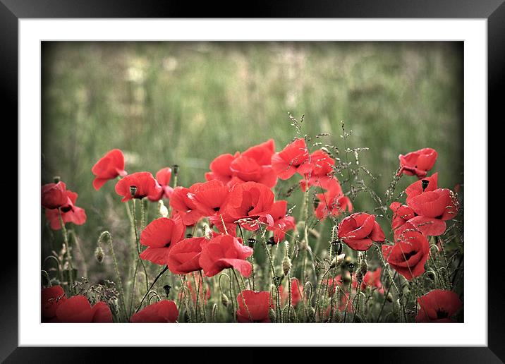 Poppies Framed Mounted Print by Simon Gladwin